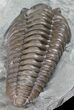 Detailed, Flexicalymene Trilobite - Ohio #57844-1